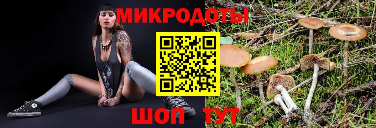 Тайшет  наркота  Галлюциногенные грибы Psilocybe  Вход с VPN  Галлюциногенные грибы Magic Shrooms 